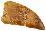 Serrated, Raptor Tooth - Real Dinosaur Tooth #275105-1